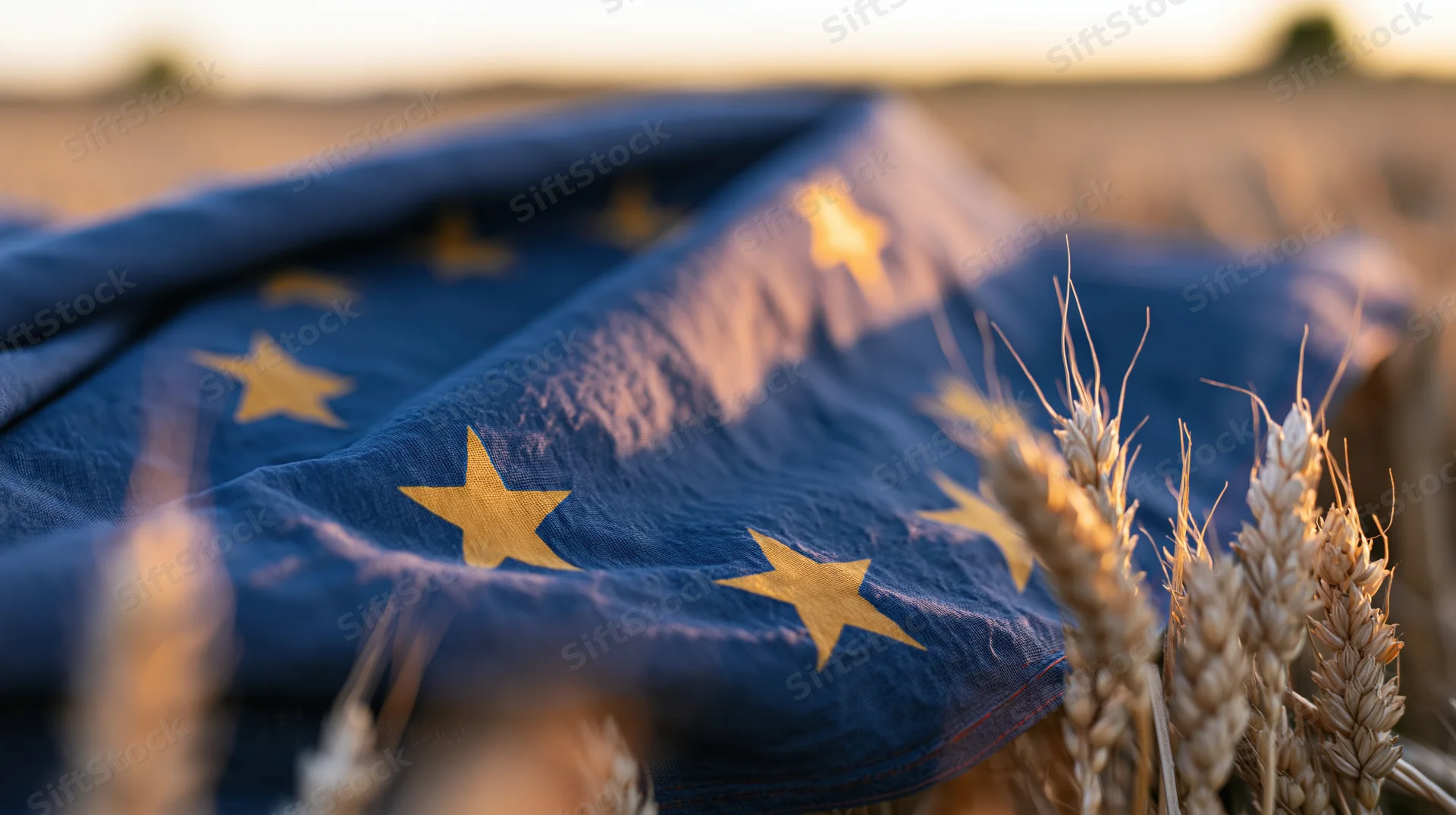 European union flag with gold stars draped over wheat field at sunset