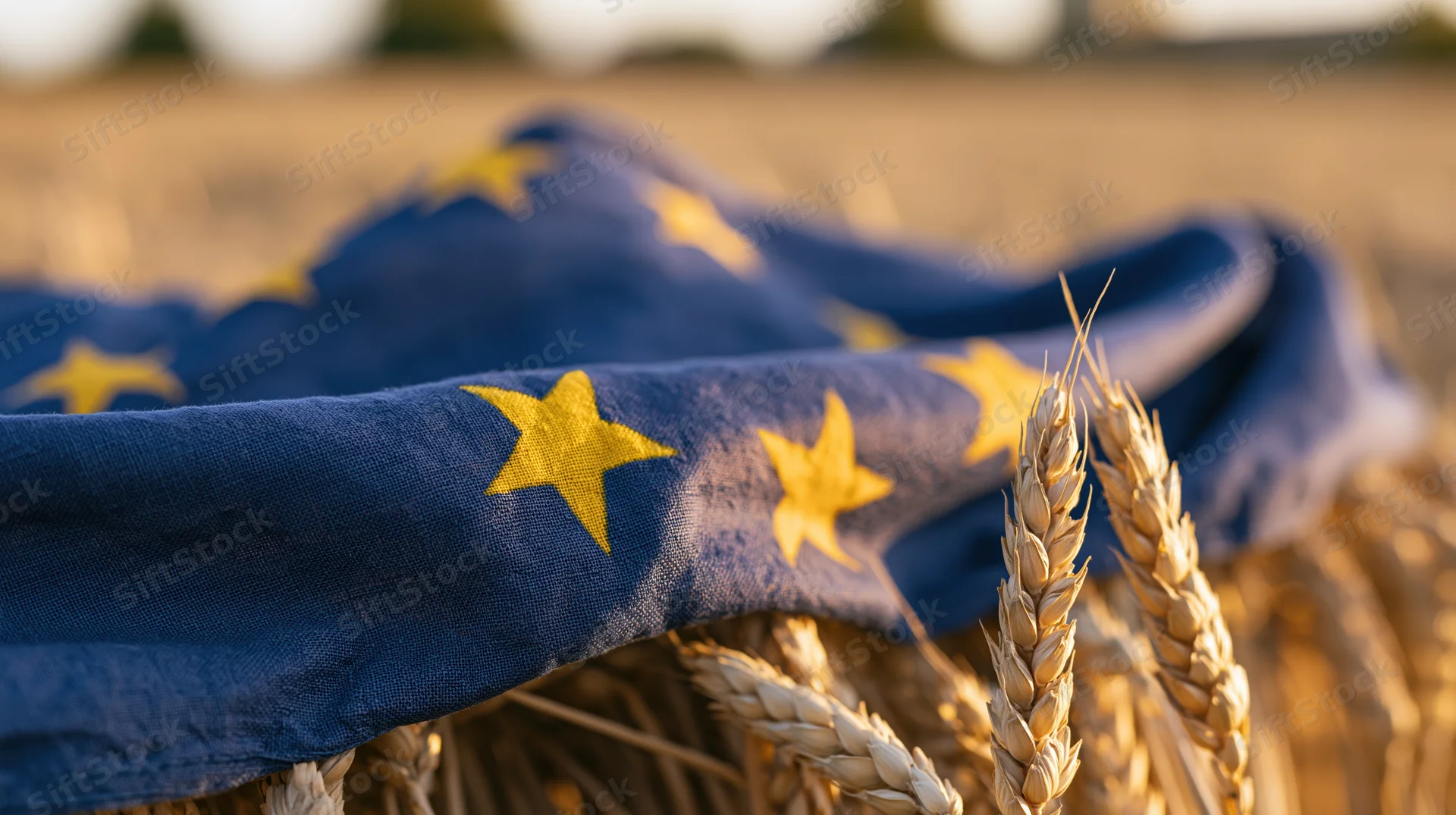 European union flag draped over wheat stalks in a golden field