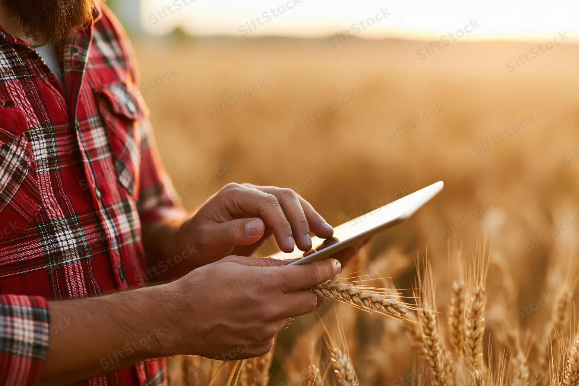 Farmer holding wheat stalk and tapping tablet in golden field at sunset