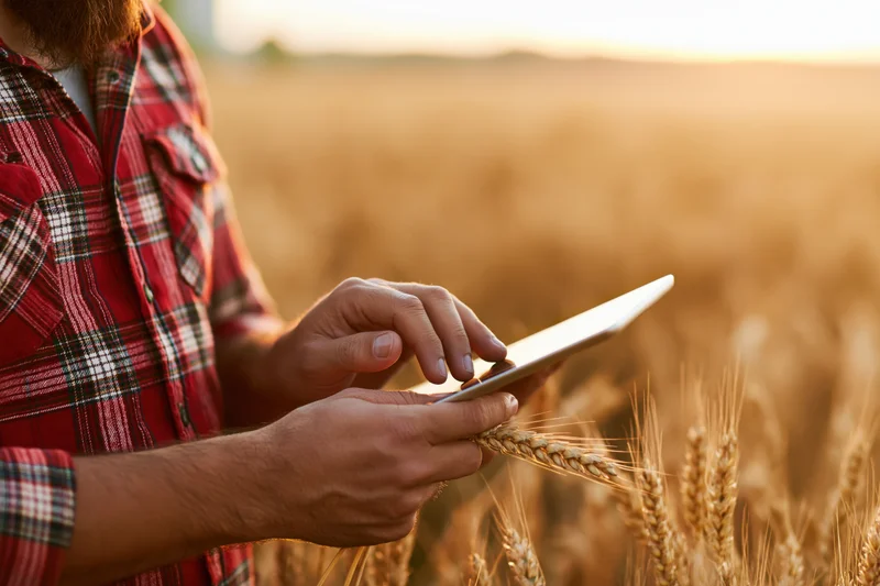 Farmer holding wheat stalk and tapping tablet in golden field at sunset