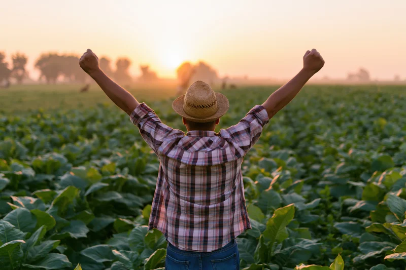 Farmer with arms raised in a tobacco field at sunset
