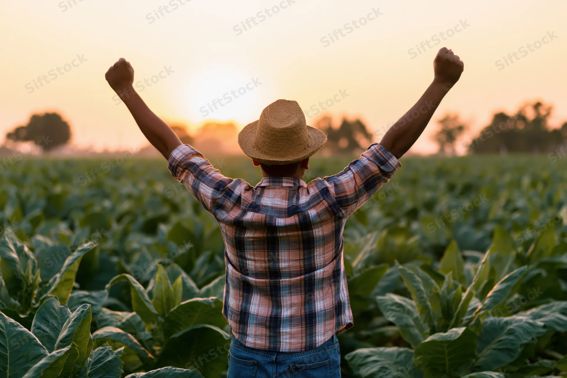 Farmer with arms raised in a tobacco field at sunset