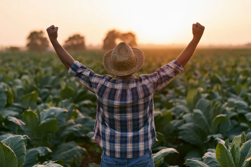 Farmer with arms raised in a tobacco field at sunset
