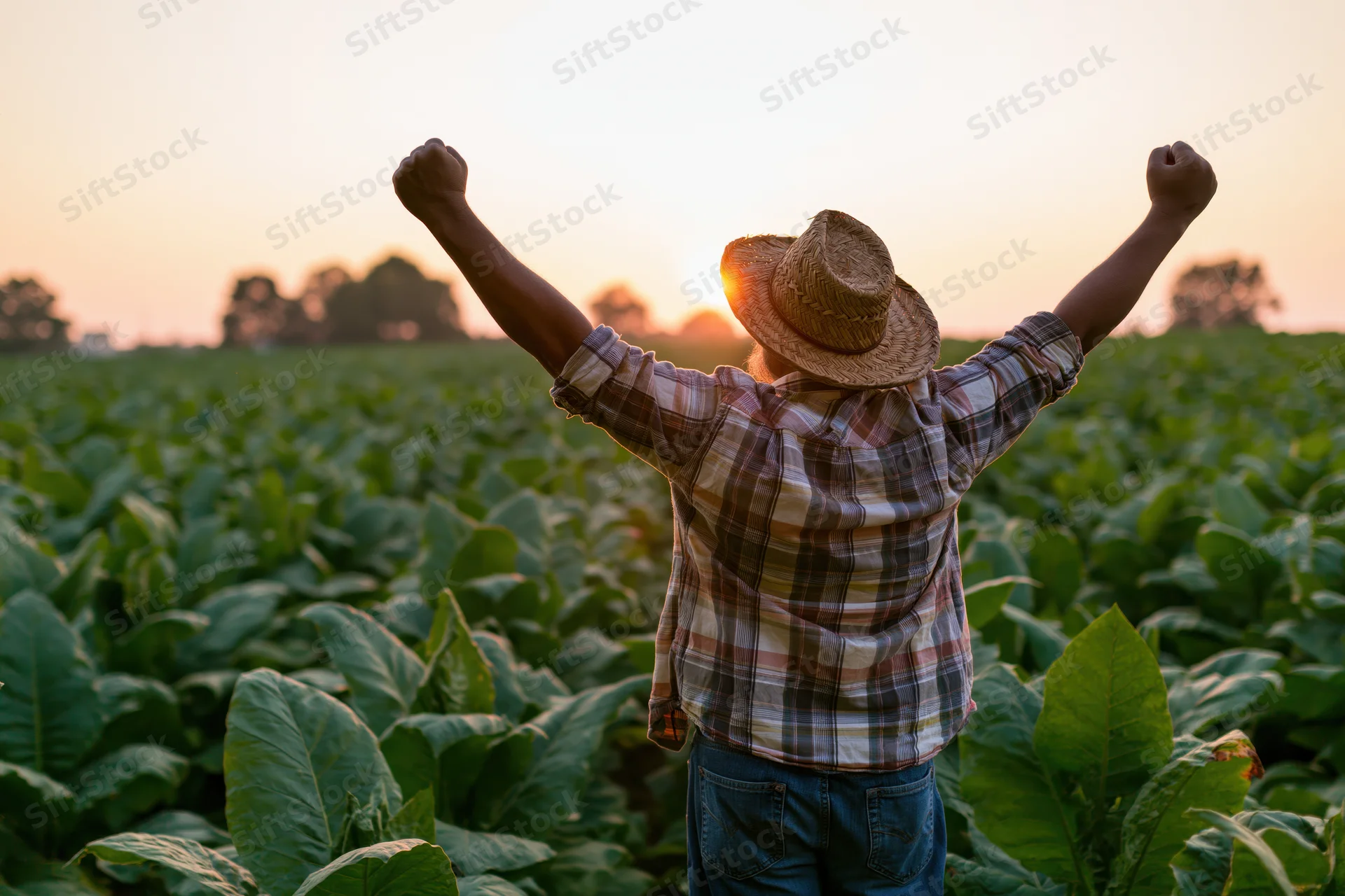 Farmer with arms raised in a tobacco field at sunset