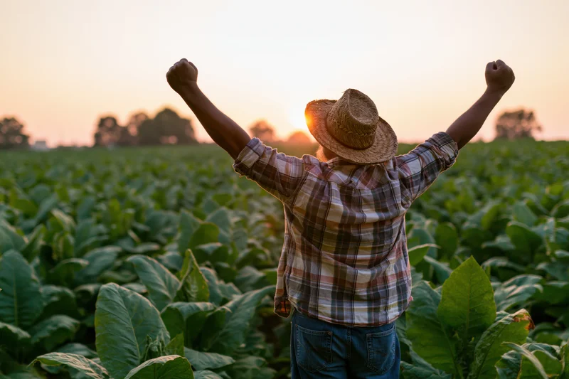 Farmer with arms raised in a tobacco field at sunset