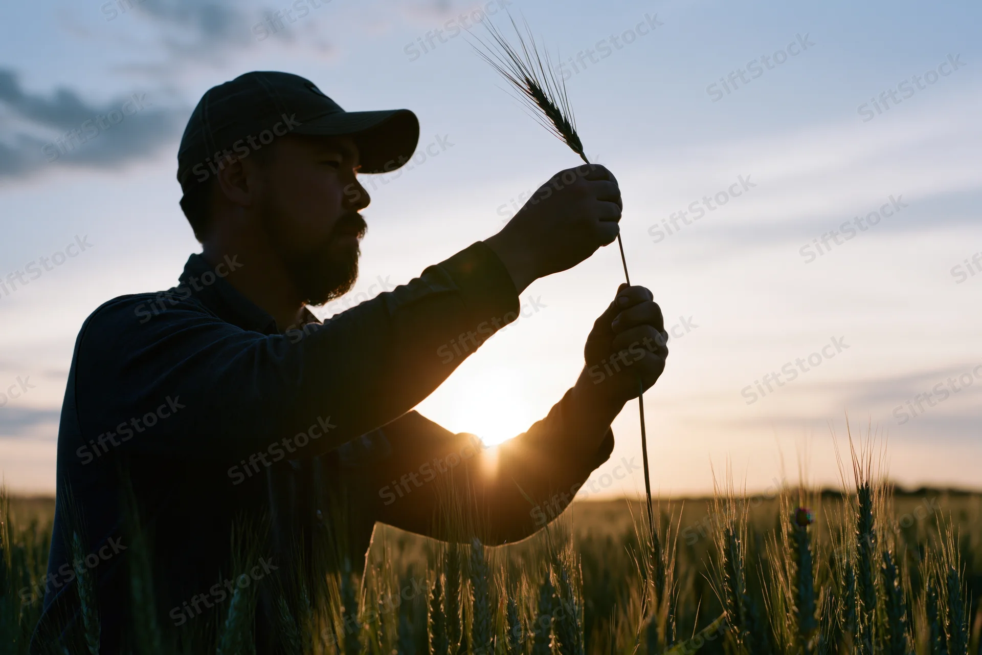 Farmer inspecting wheat stalk in field at sunset