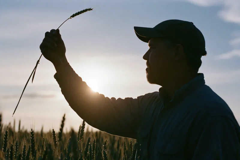Farmer holding wheat stalk in field at sunset
