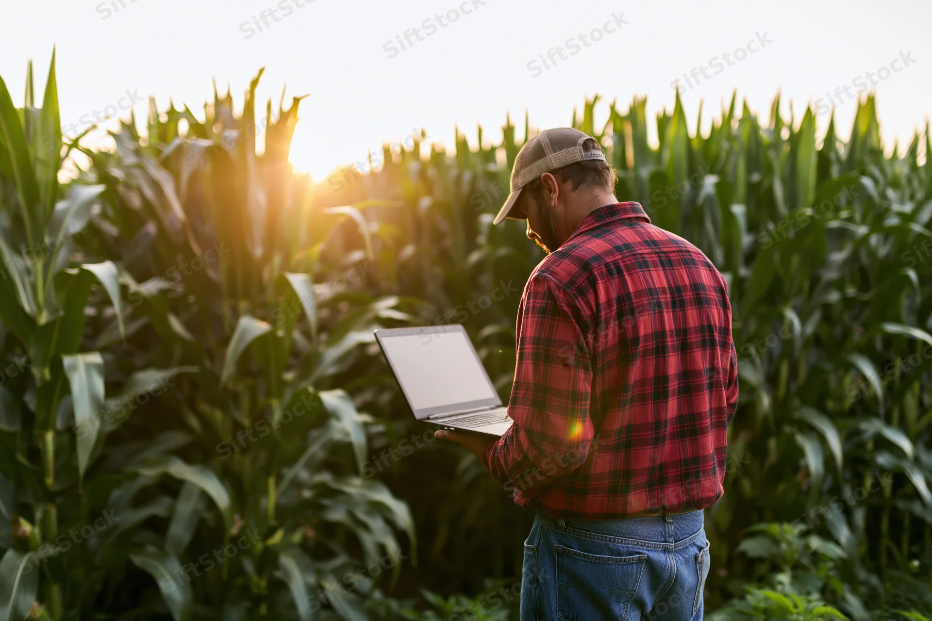 Farmer using laptop in cornfield at sunset