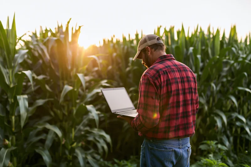 Farmer using laptop in cornfield at sunset