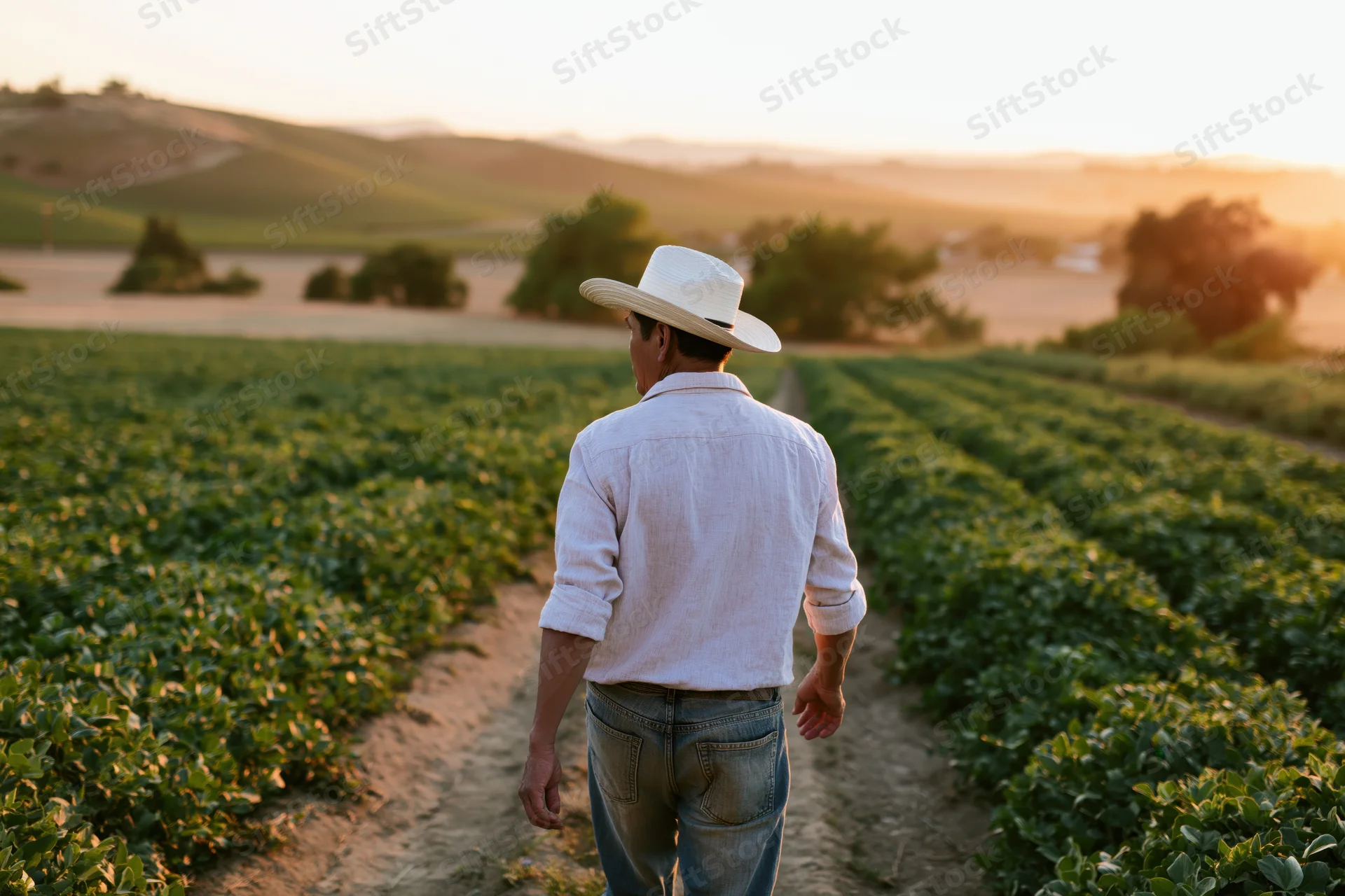 Farmer walking down a dirt path between rows of crops in a vineyard at sunset