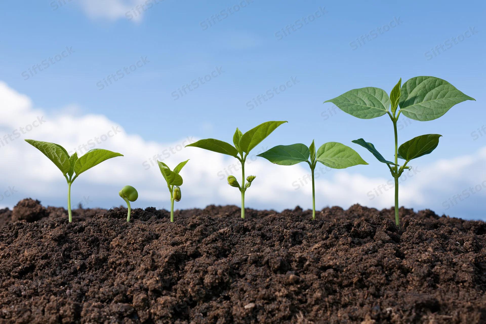 Five bean seedlings in sequential growth stages emerging from soil under a blue sky