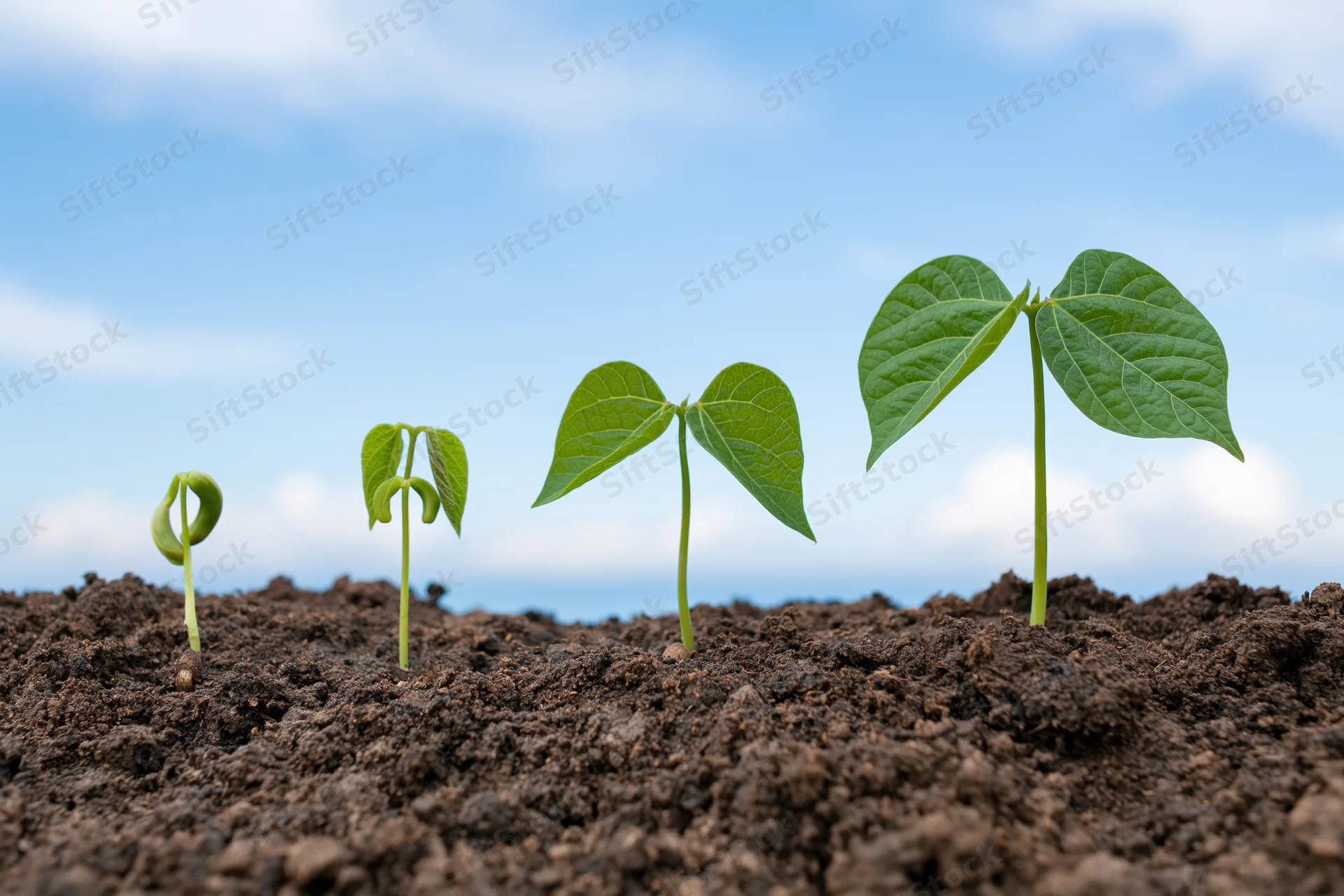 Four bean seedlings at different growth stages emerging from soil under a blue sky