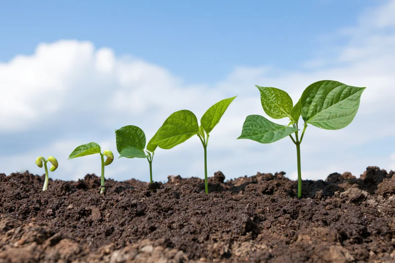 Five bean seedlings in sequential growth stages emerging from soil under a blue sky