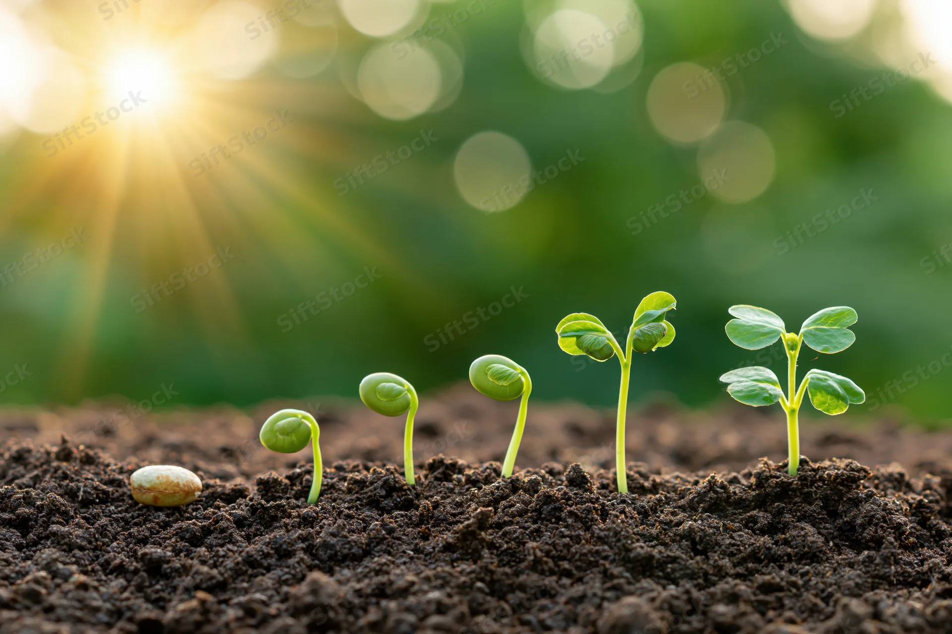 Five seedlings at different growth stages emerging from dark soil under morning sunlight