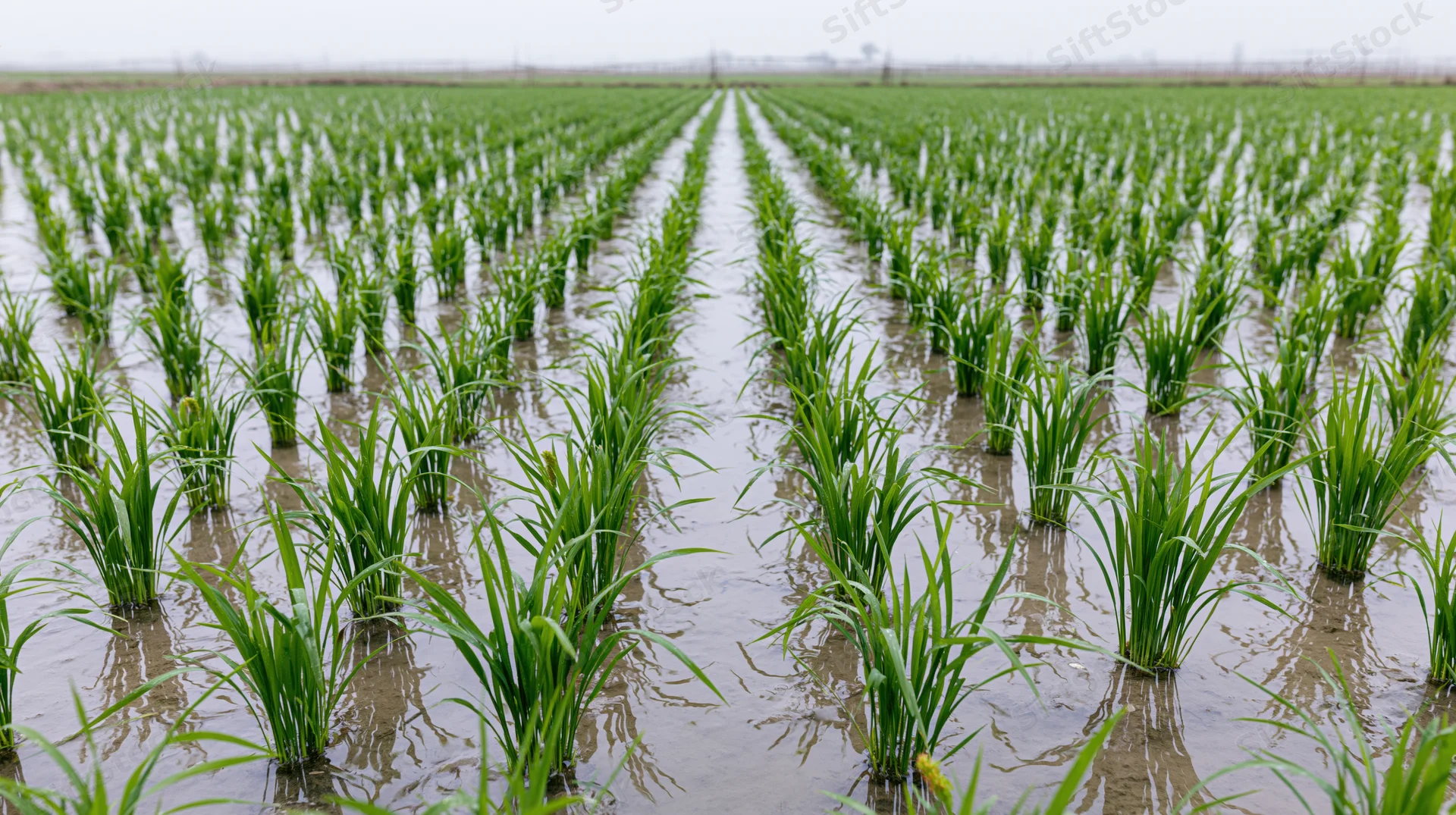 Rows of young green rice seedlings growing in flooded paddy field under overcast sky