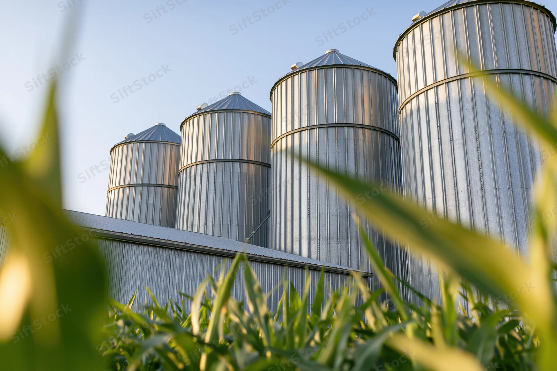 Four large corrugated steel grain silos rising above a cornfield on a farm