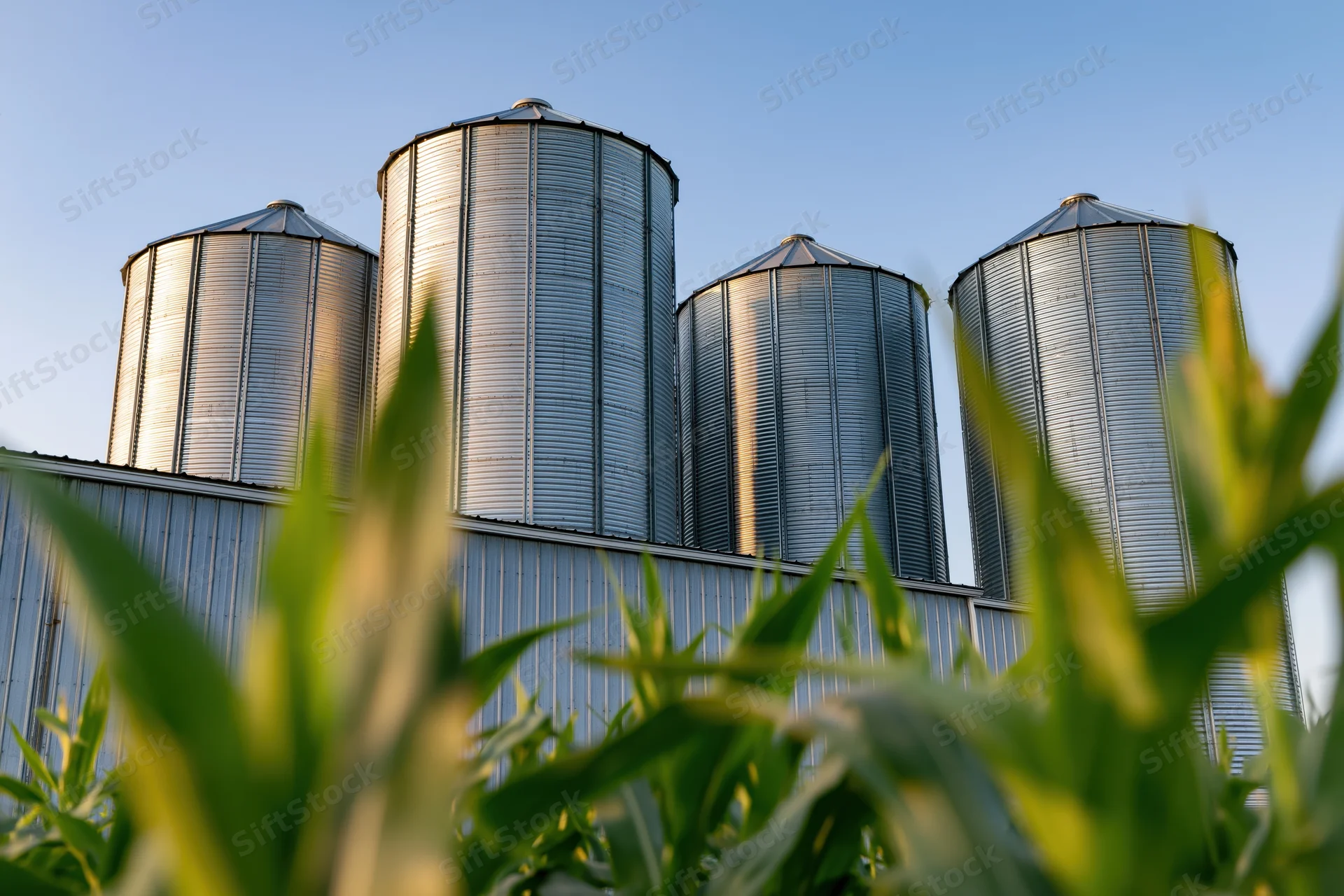 Four corrugated steel grain silos rising above a metal building with corn plants in the foreground under a clear blue sky at sunset