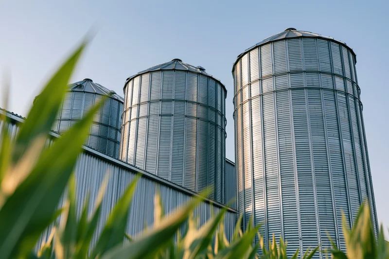 Tall corrugated steel grain silos rising above green cornfield under clear blue sky