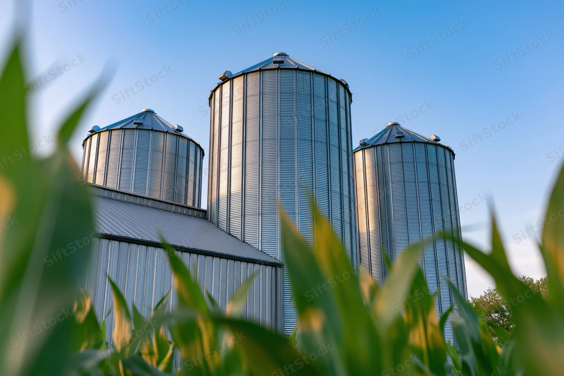 Three corrugated steel grain silos rising above a cornfield under a clear blue sky