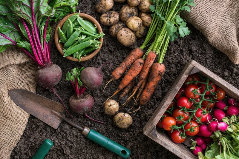 Freshly harvested vegetables arranged on dark soil with gardening tools and a wooden crate