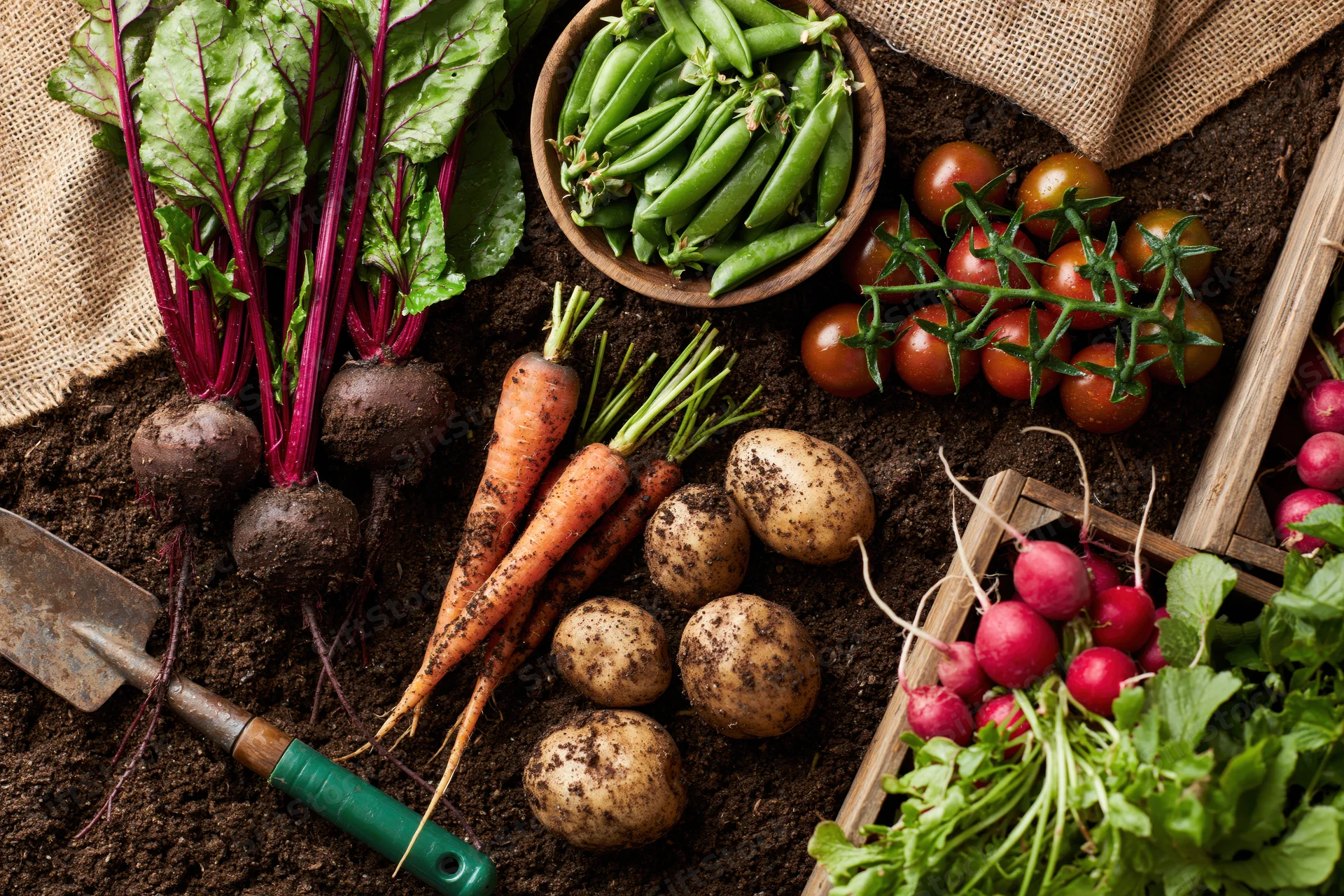 Freshly harvested vegetables arranged on dark soil with gardening tools and wooden crate
