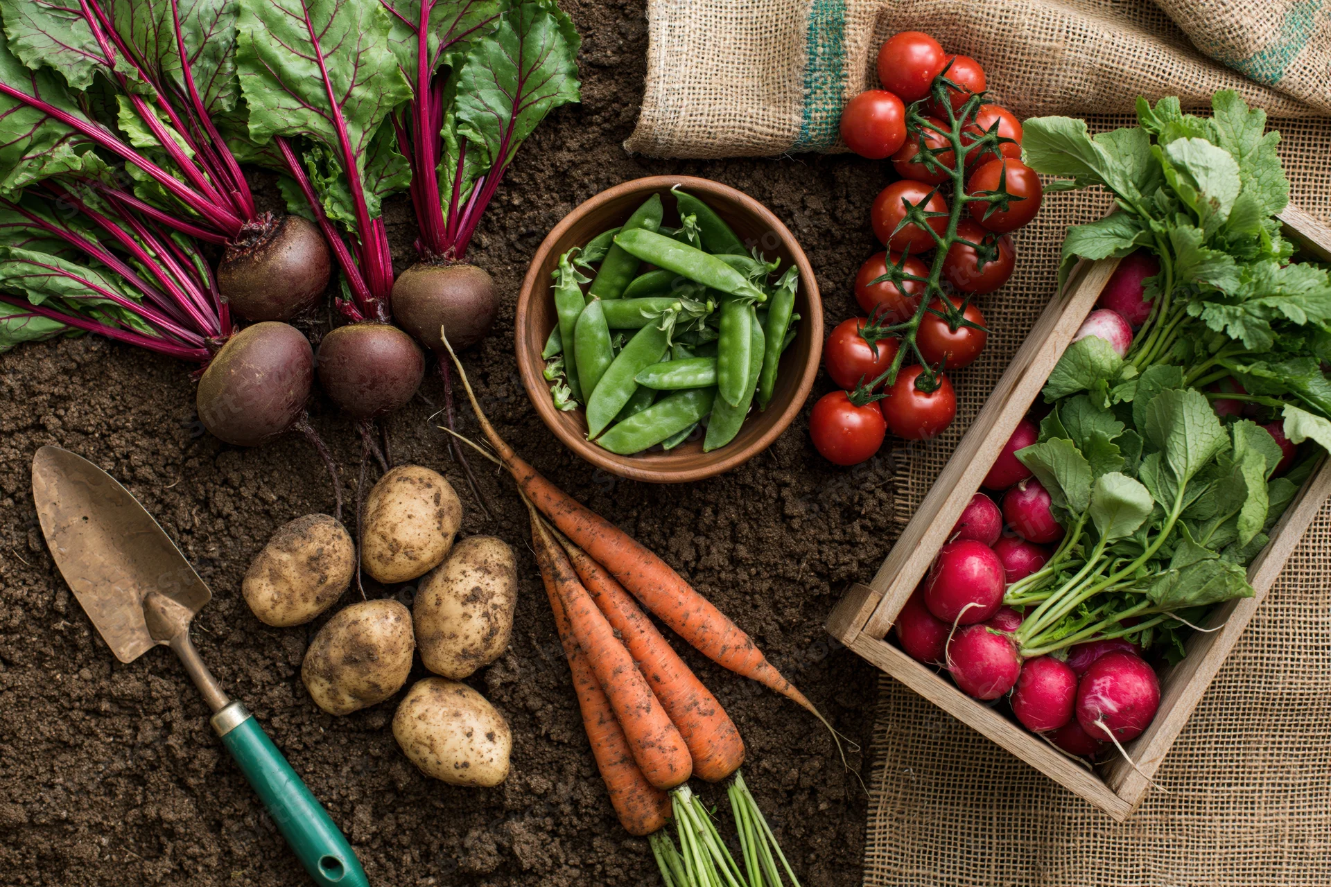 Freshly harvested vegetables arranged on dark soil with gardening tools and wooden crate