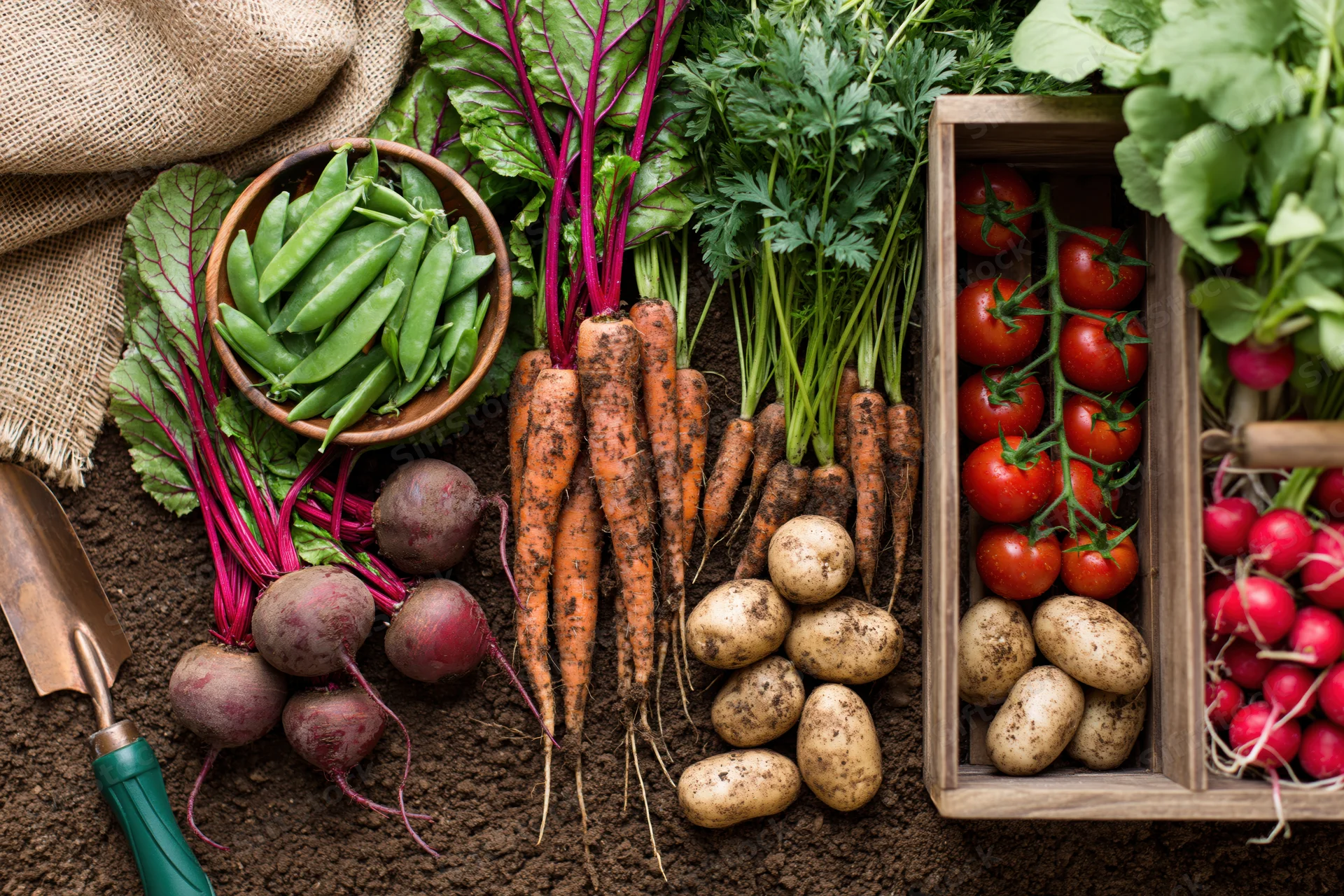 Freshly harvested vegetables arranged on dark soil with gardening tools and wooden crates