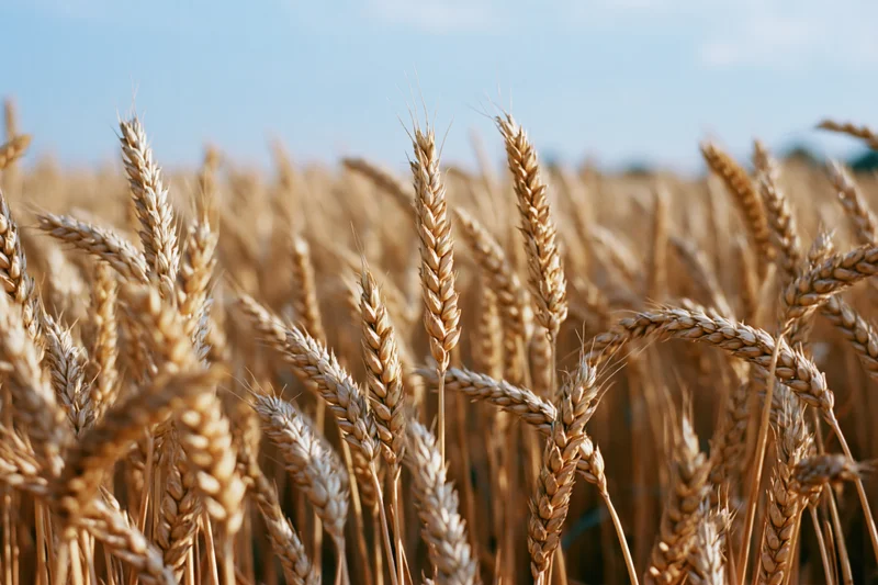 Golden wheat stalks in a ripe summer field under blue sky