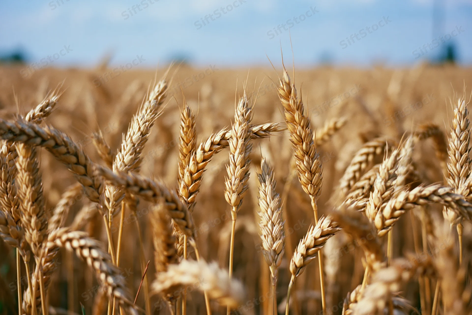 Golden wheat stalks in a ripe summer field under a blue sky