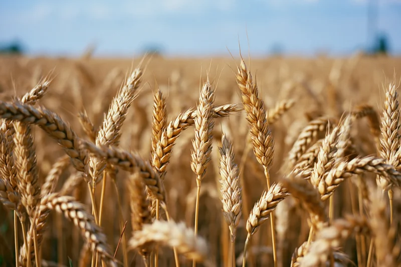Golden wheat stalks in a ripe summer field under a blue sky