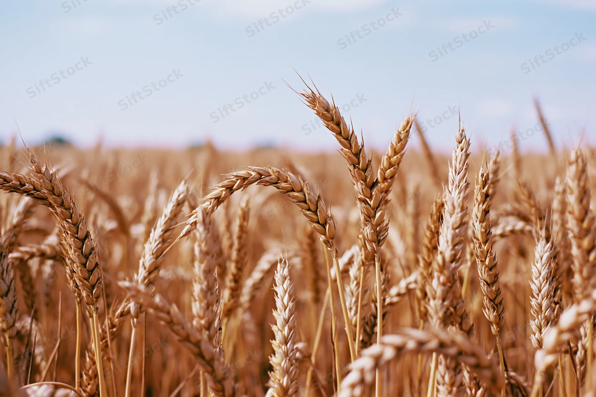 Golden wheat stalks in a ripe summer field under a blue sky