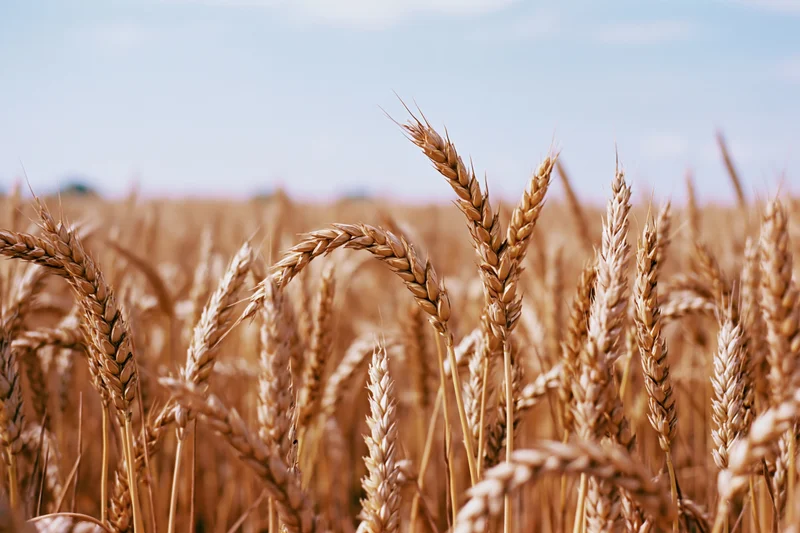 Golden wheat stalks in a ripe summer field under a blue sky
