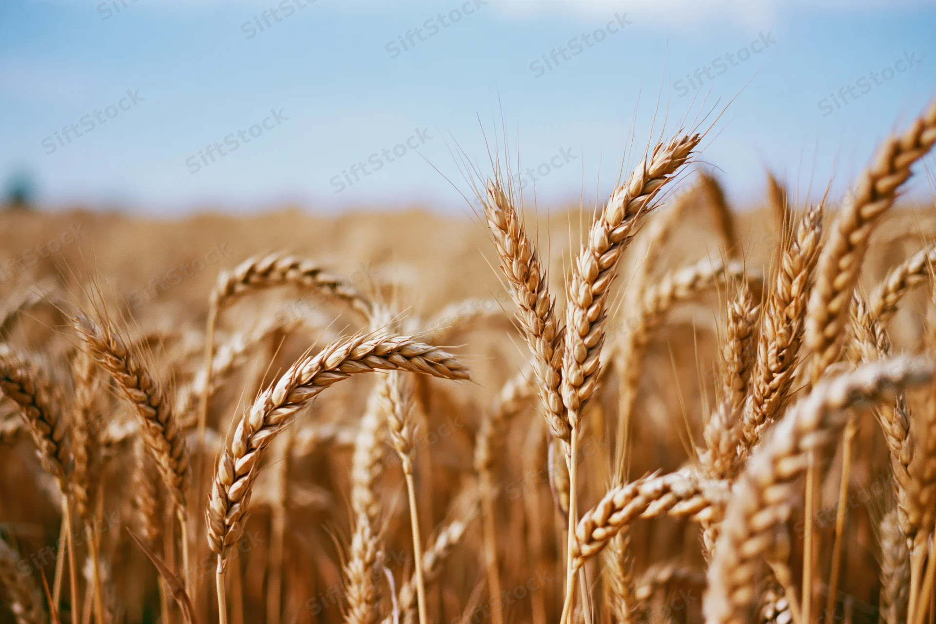 Golden wheat stalks in a ripe summer field under a blue sky