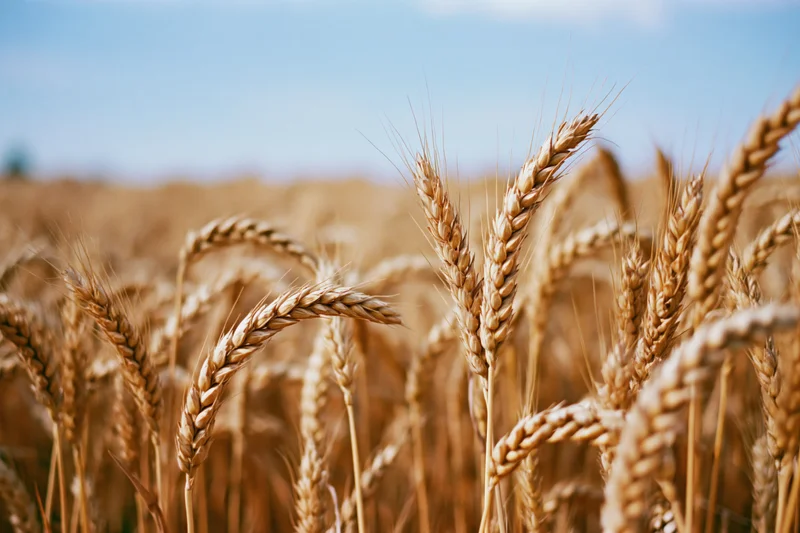 Golden wheat stalks in a ripe summer field under a blue sky
