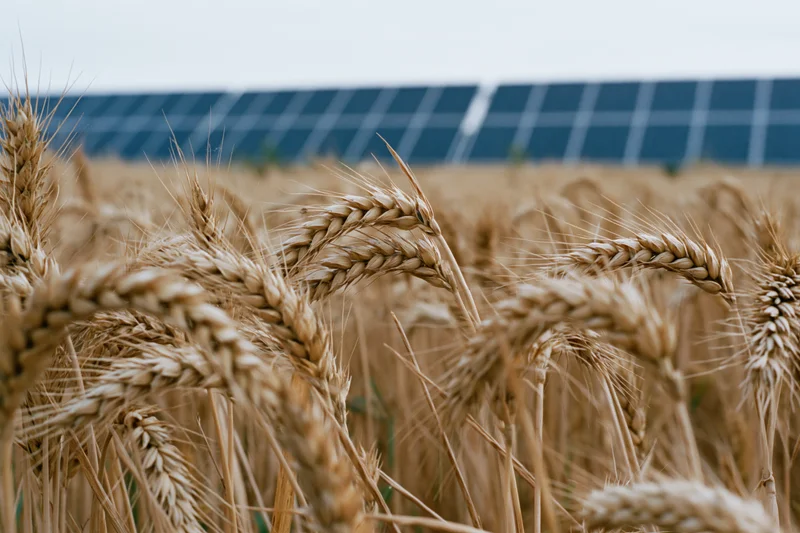 Golden wheat stalks in a field with solar panels in the background