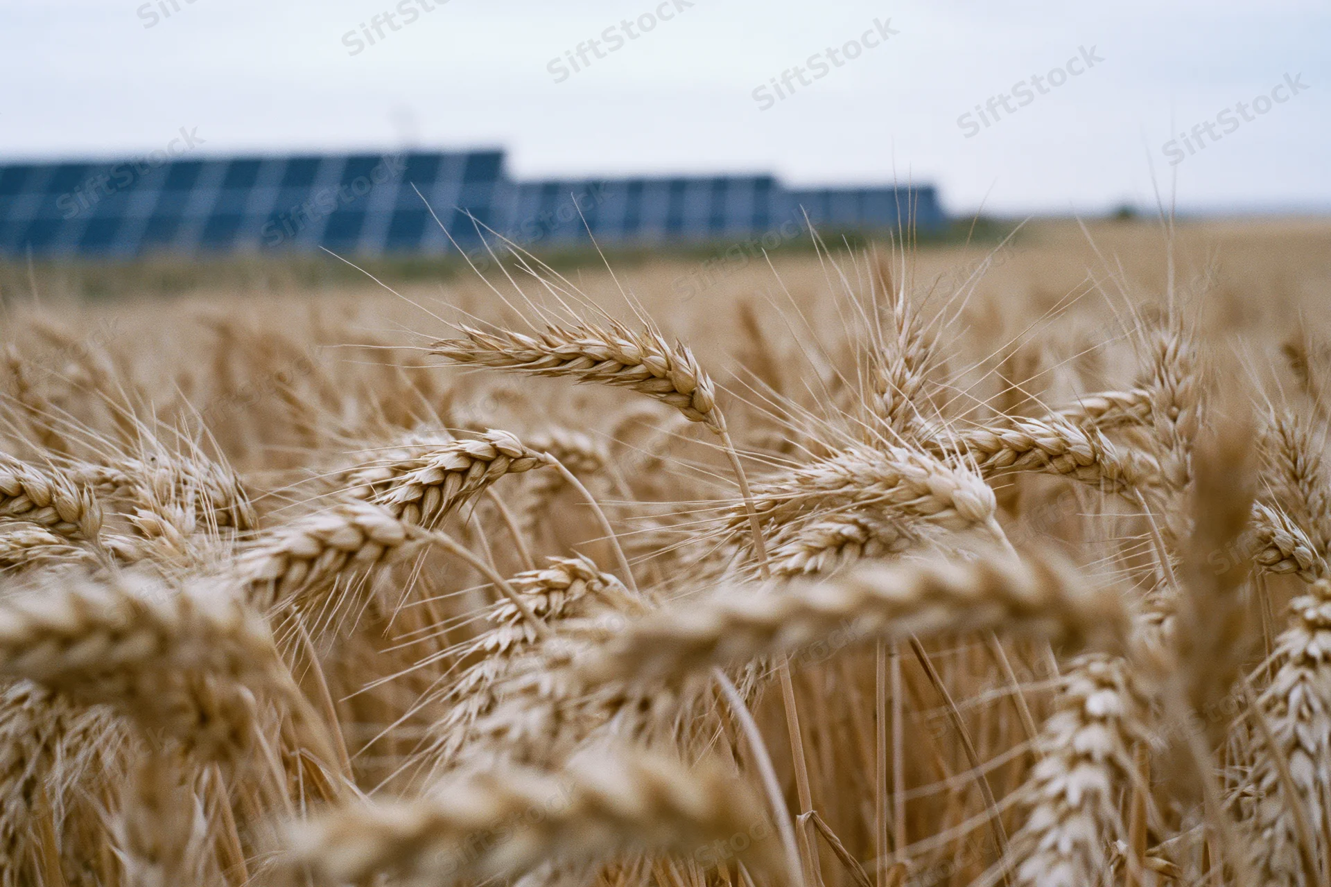 Golden wheat stalks in a field with solar panels in the background