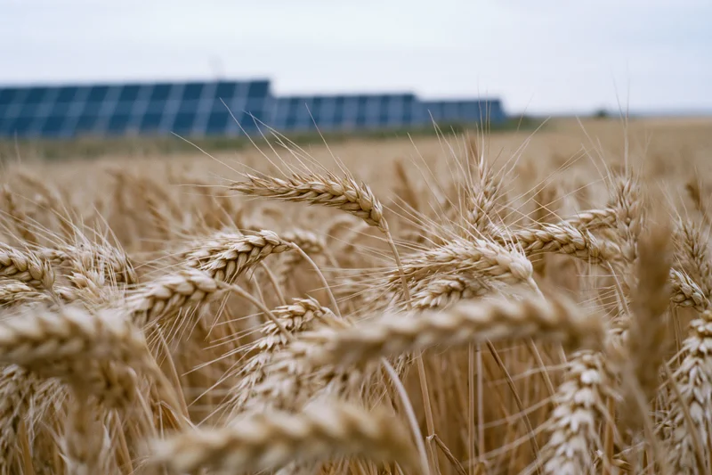 Golden wheat stalks in a field with solar panels in the background