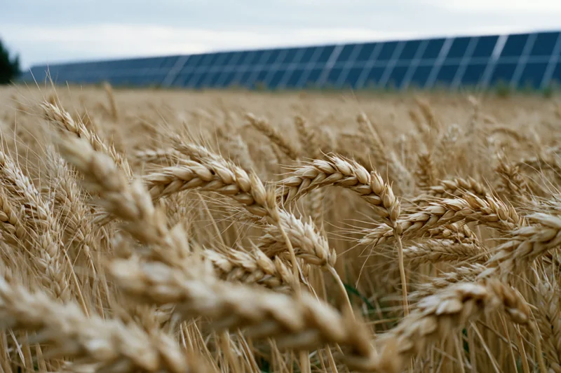 Golden wheat stalks in a field with solar panels in the background