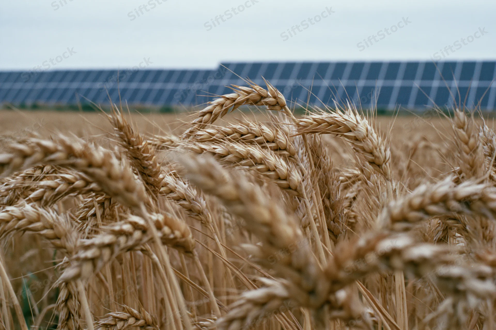 Golden wheat stalks in a field with solar panels in the background
