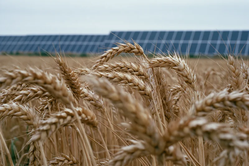 Golden wheat stalks in a field with solar panels in the background