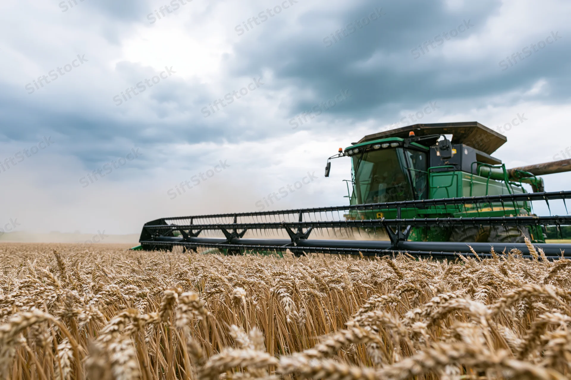 Green combine harvester cutting through ripe wheat field under cloudy sky
