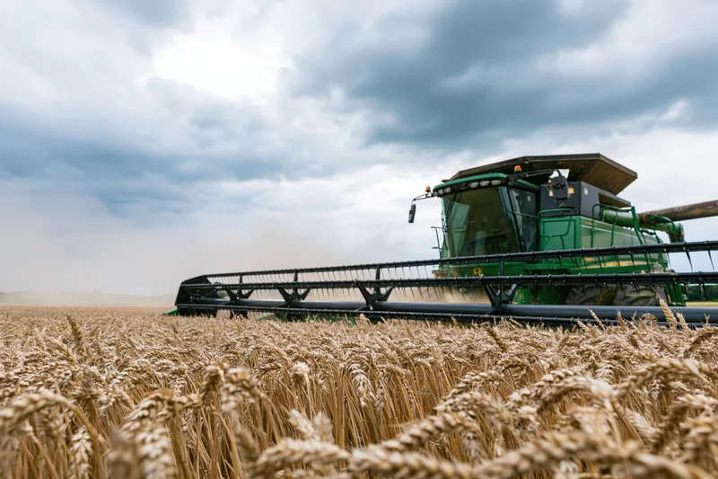 Green combine harvester cutting through ripe wheat field under cloudy sky