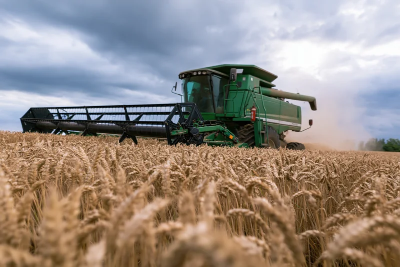 Green combine harvester cutting through a ripe wheat field look