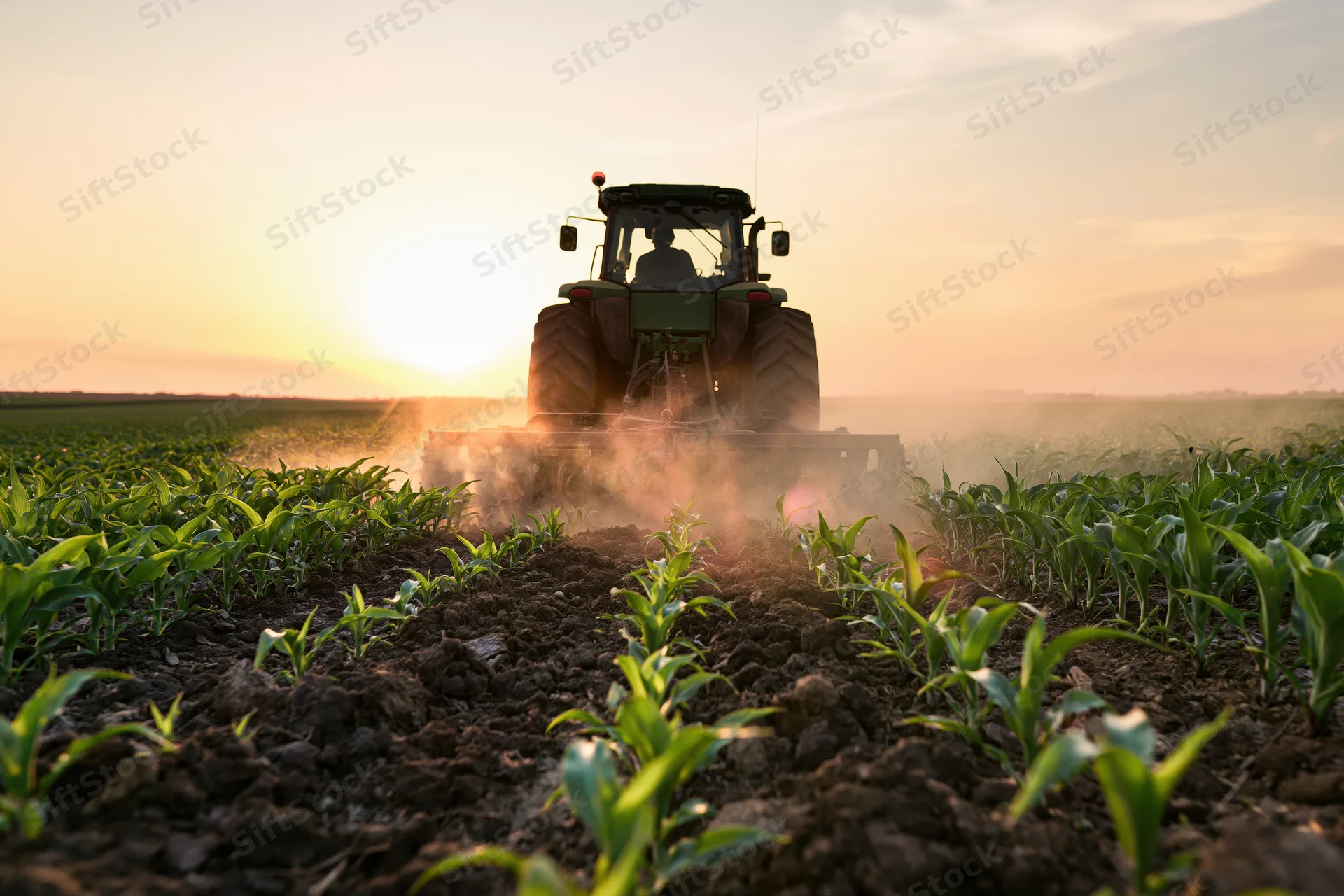 Green tractor cultivating rows of young corn seedlings in a field at sunset