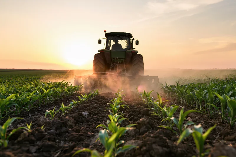 Green tractor cultivating rows of young corn seedlings in a field at sunset