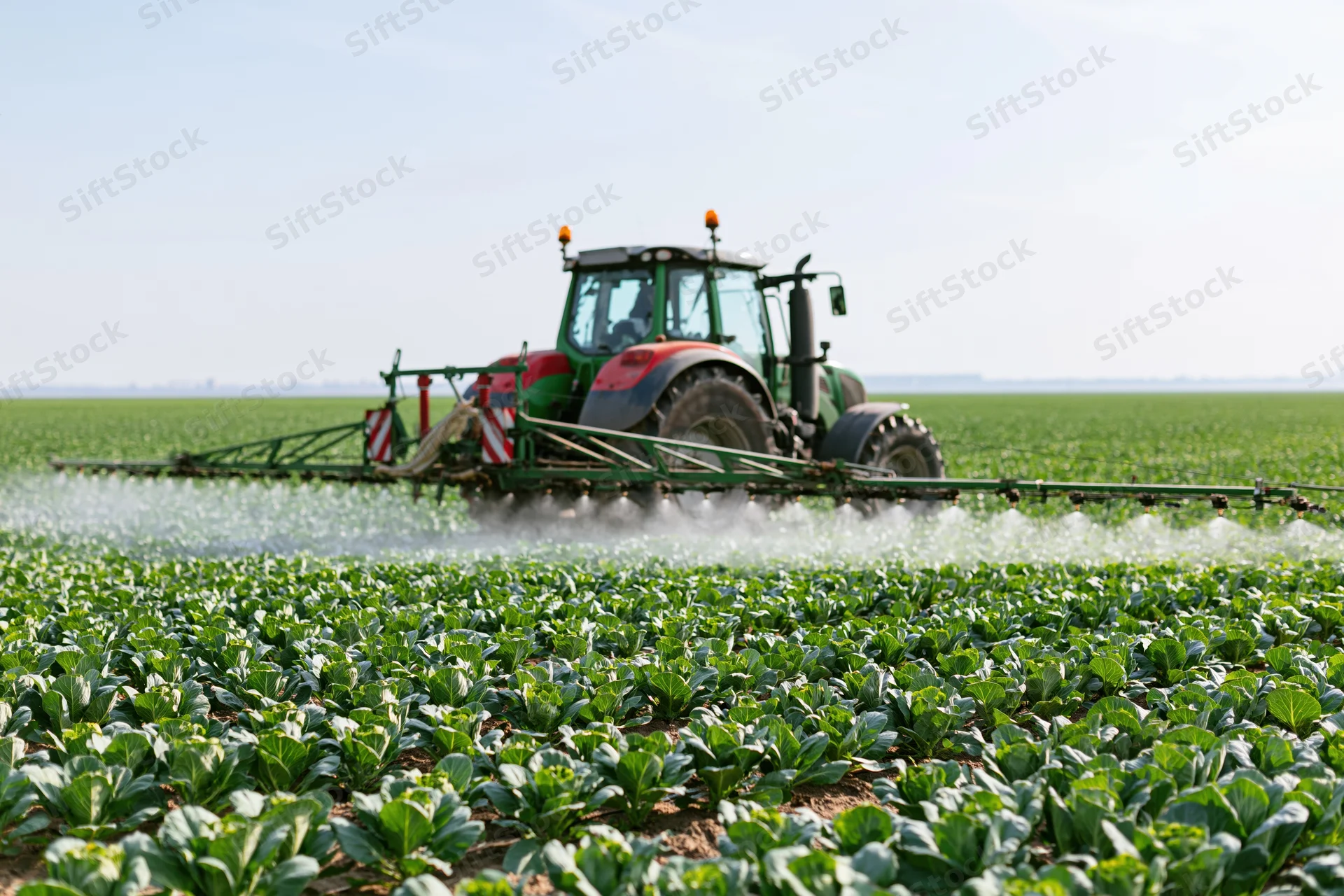 Green tractor spraying crops in a cabbage field on a sunny day