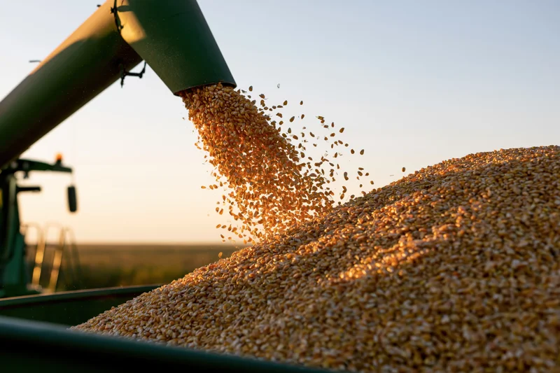 Wheat grains pouring from a combine harvester auger into a truck bed at sunset