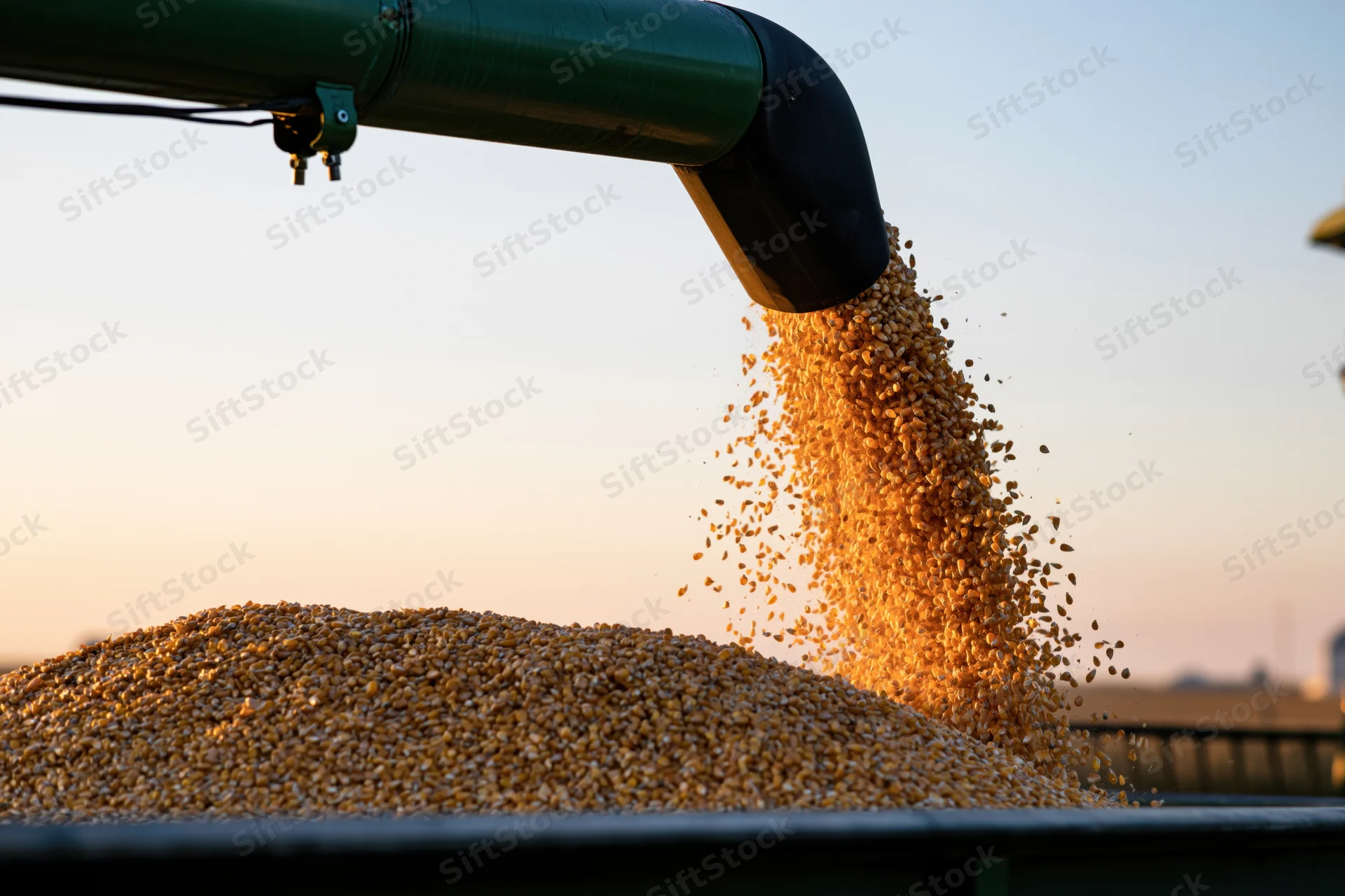 Corn grains pouring from a green auger into a pile at sunset on a farm