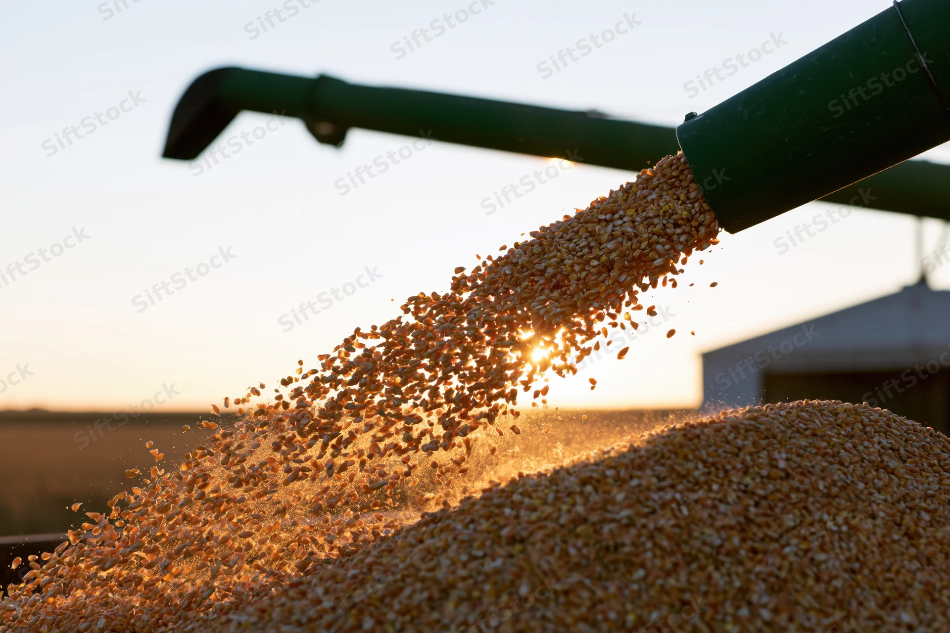 Grain pouring from a combine auger into a pile at sunset in a field