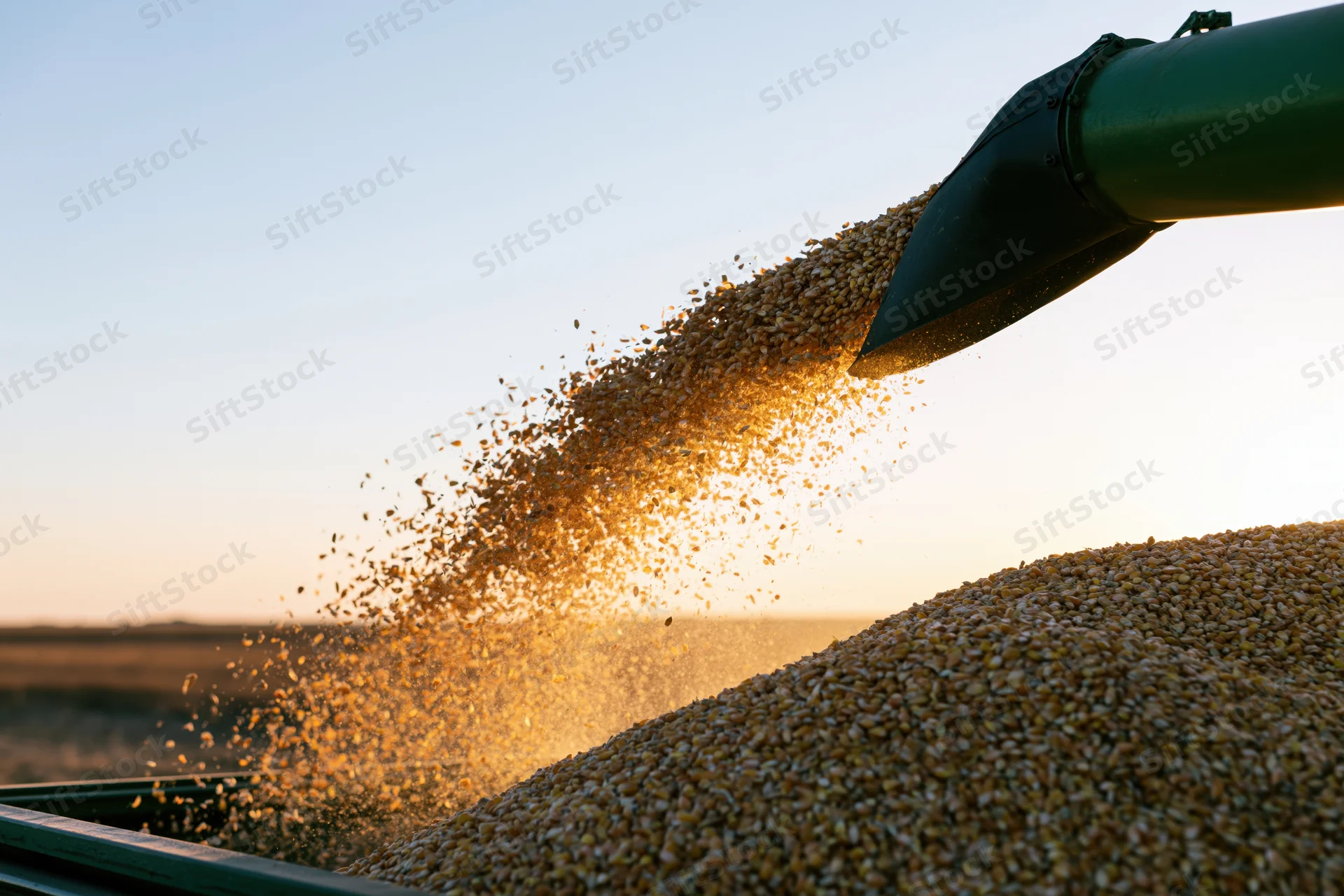 Grain pouring from a combine auger into a trailer at sunset in a field